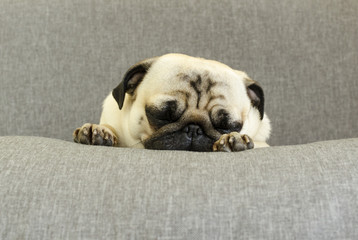 cute dog breed pug sleeping on sofa