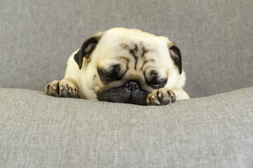 cute dog breed pug sleeping on sofa