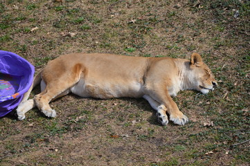 A female lion sleeping on the grass