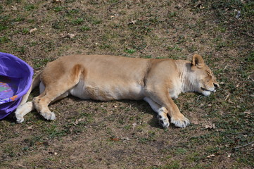 A female lion sleeping on the grass