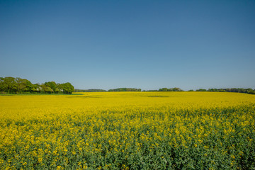 Canola Fields