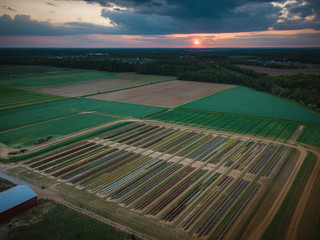 Aerial of Tulip Farm