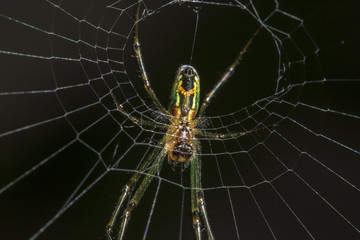 Spider_and_web