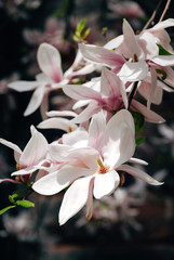 White and pink magnolia flower on a branch
