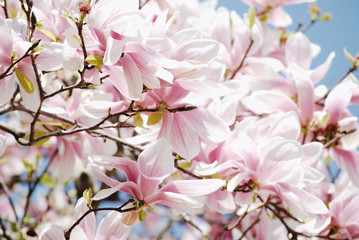 Spring pink magnolia blossom background