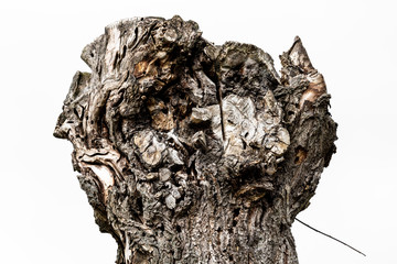Knorriger alter Baumstumpf