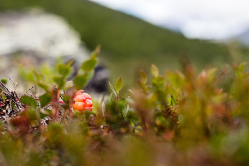 Cloudberries in Sweden mountains 