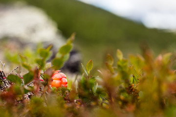 Cloudberries in Sweden mountains 