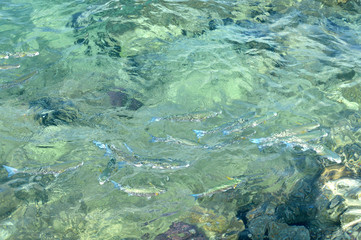 Fish splashing in water