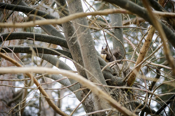 little squirrel eating a banana skin in a tree.