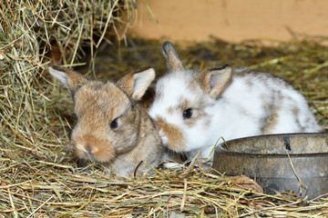 family rabbit mutter and little cutie watching around his hay nest close up portrait  © Pavol Klimek