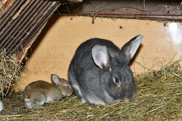 family rabbit mutter and little cutie watching around his hay nest close up portrait	