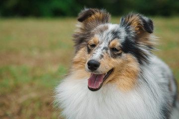 Cute Shetland Sheepdog over natural background