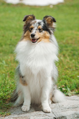 Cute Shetland Sheepdog over natural background