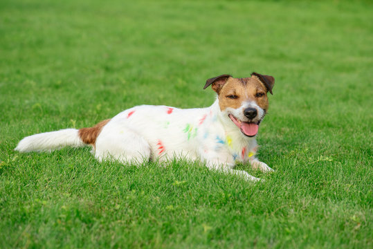 Silly messy dog stained with colorful paint on green grass