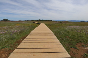 Fototapeta premium Meadow Trail | Table Rock | Medford, Southern Oregon