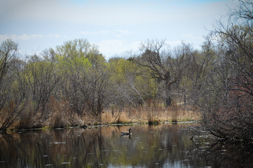 Geese on the water