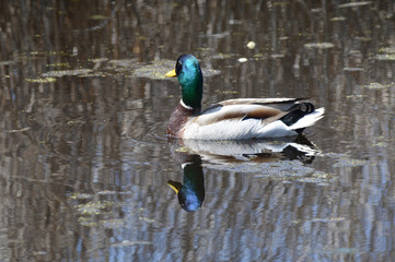 Mallard duck in the wetland