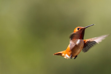 Rufous Hummingbird in flight