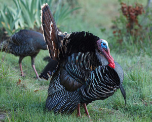 Wild turkey with tail feathers fanned out