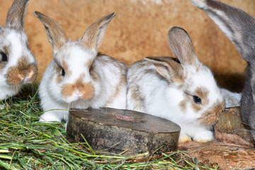 family rabbit mutter and little cutie watching around his hay nest close up portrait	