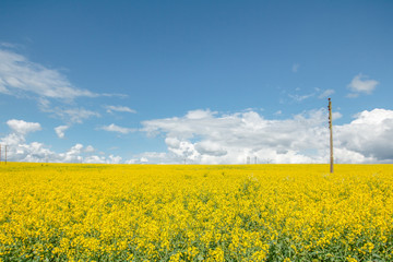 Canola Fields