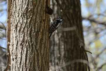 Woodpecker on a tree