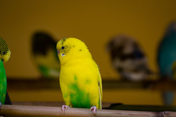 Budgie Bird