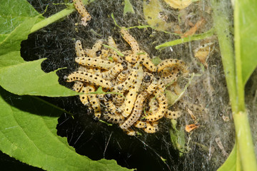 Raupen der Traubenkirschen-Gespinstmotte, Yponomeuta evonymella