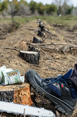 On the stump lay the salary in dollars of a working woodcutter. Near electric saw, foot of a worker. There is a row of felled stumps, pines in the distance.