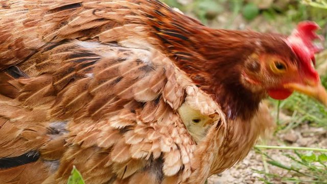 Under the wing. Lovely newborn chicken is sheltered under the wing of mommy hen. Concepts of family, protection and mother's love