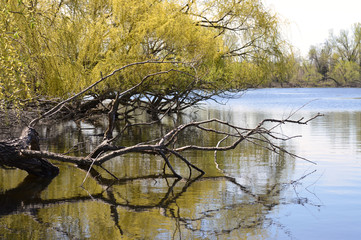 The lake shoreline during the spring