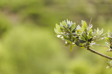 Fototapeta premium close up view of a green plant over green background in a forest. Nature concept