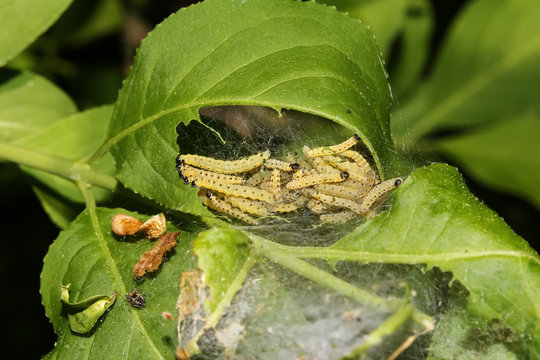Raupen der Traubenkirschen-Gespinstmotte, Yponomeuta evonymella