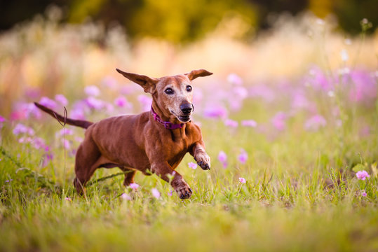 Picture of a Wiener  dog running in the park on a warm sunny day