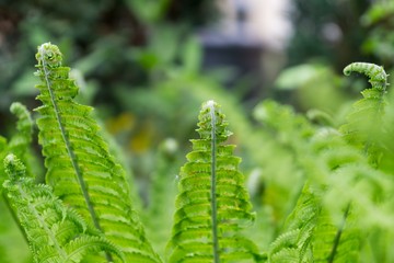 Fern during spring. Slovakia