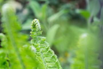 Fern during spring. Slovakia