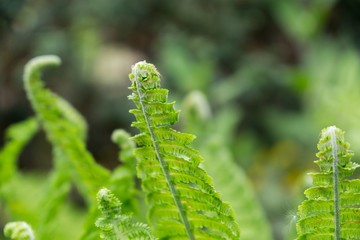 Fern during spring. Slovakia
