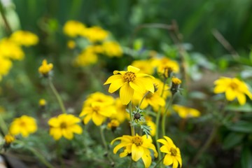 Yellow flower in nature. Slovakia