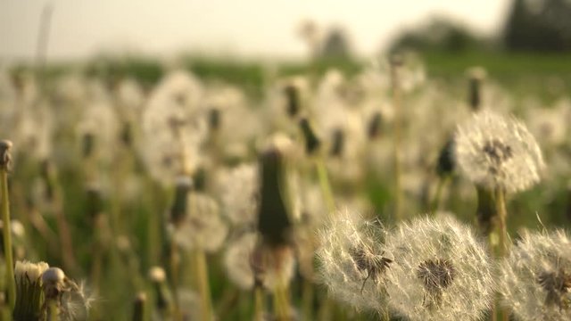 field of dandelions flowers