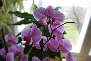 Obraz premium Orchid