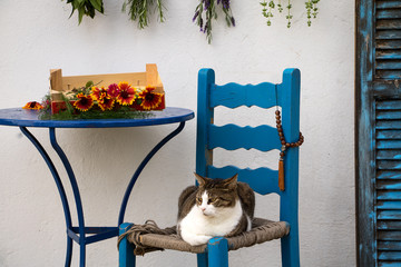 Katze auf typisch griechischen Stuhl mit Blumen und zum Trocknen aufgehängten Kräutern