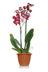 Naklejka na ściany i meble Blooming beautiful orchid with green leaves on a white background in a brown pot
