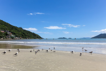 Seagulls in the sand on sunny day at the beach.