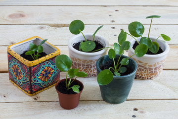
Pilea baby. Pilea peperomioides, money plant in the pot. Isolated. Wooden background.
