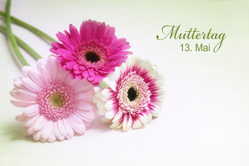 three gerbera flowers in pink and white on a bright background with copy space, greeting card with german text Muttertag 13. Mai, meaning Mother's Day May 13