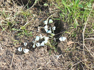 Naklejka na ściany i meble white butterflies on the grass by the river