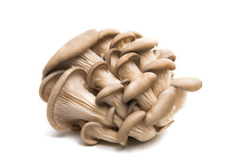 mushrooms oyster mushroom