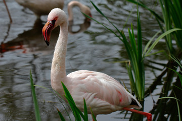 Flame-colored flamingo bird - obrazy, fototapety, plakaty