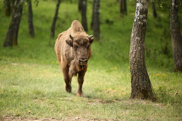 European bison (Bison bonasus) in forest, spring time Slovakia. 